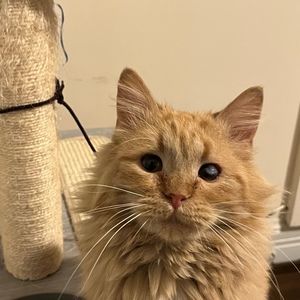 Meet your Posher, Osama